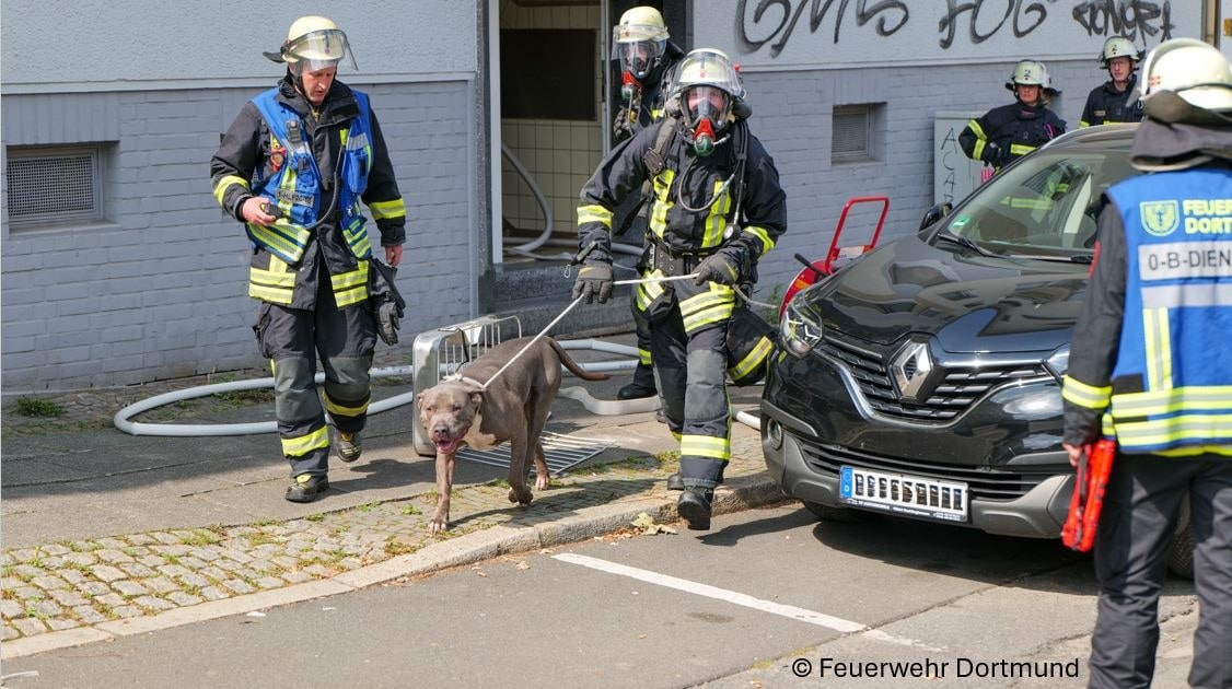 Hund aus Brandwohnung gerettet
