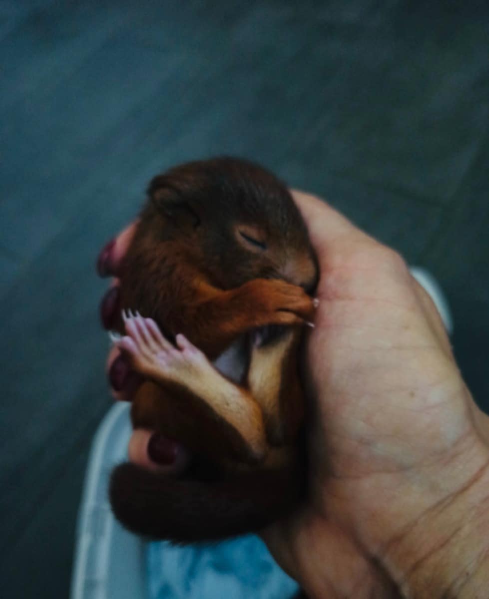 Rettung Eichhörnchen