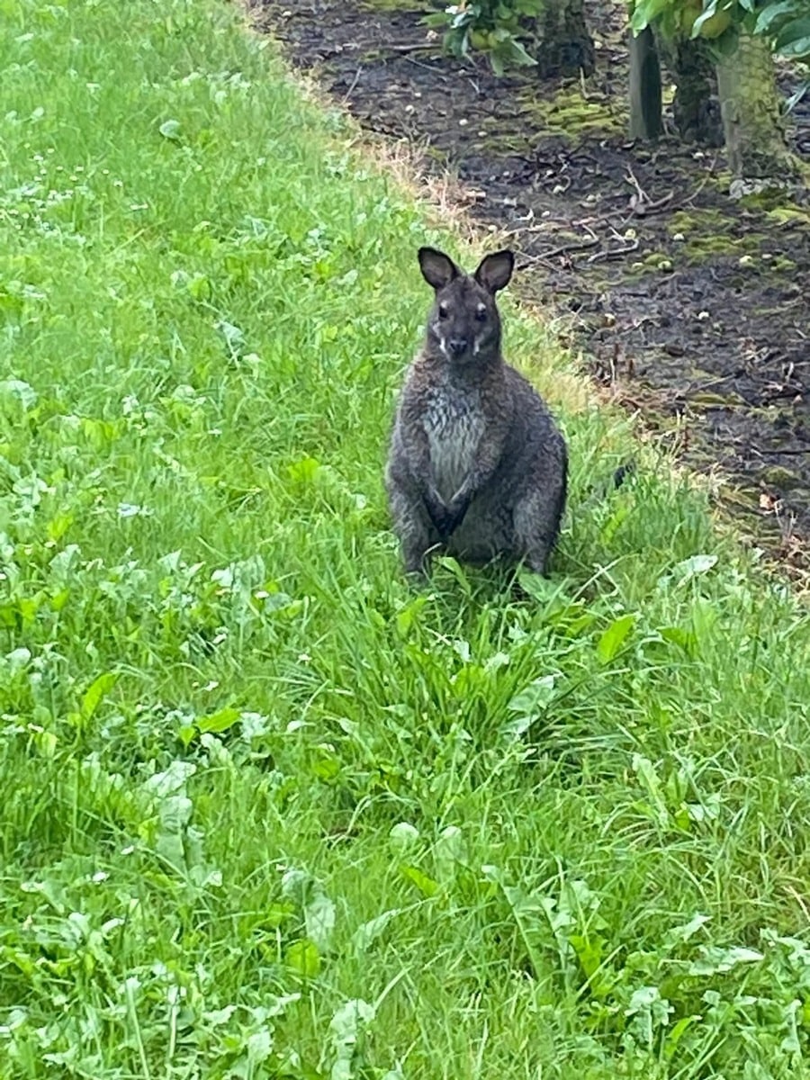 Känguru