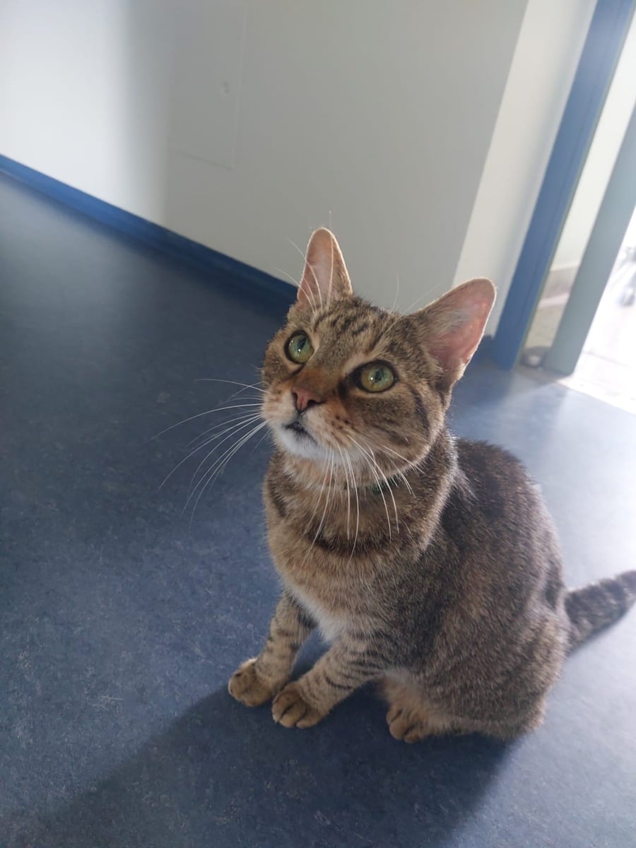 Kater