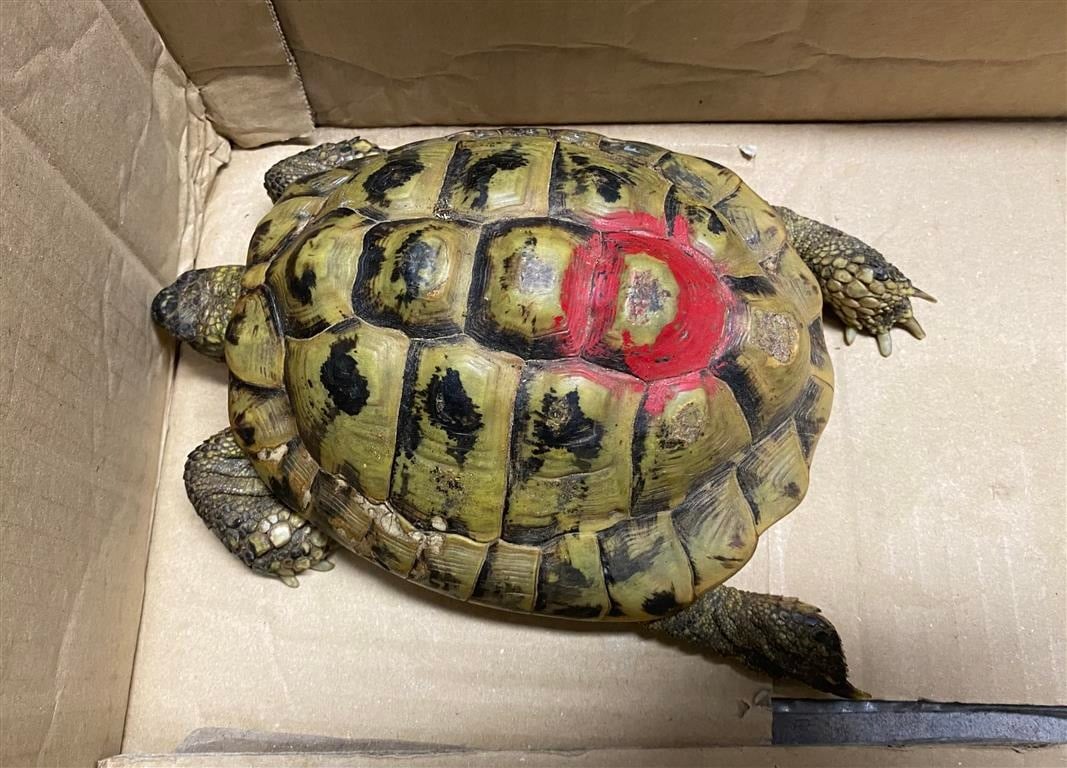 Mündersbach Schildkrötenfund