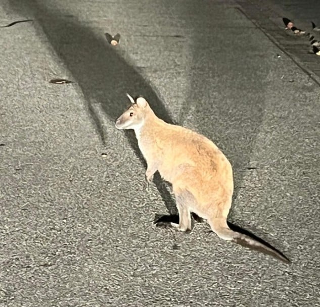 Känguru an Bushaltestelle