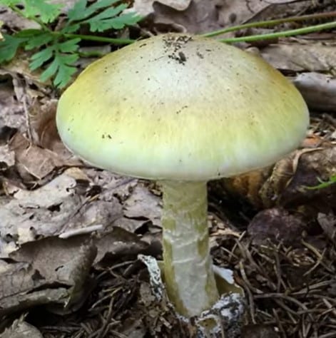 Vergiftung durch Pilze