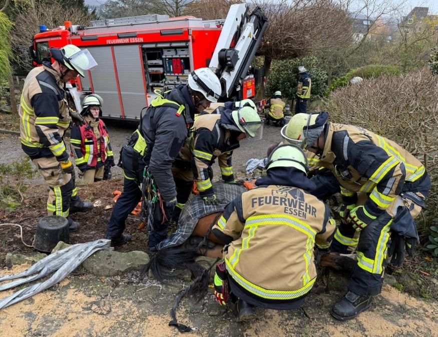 Pferd Feuerwehr Essen