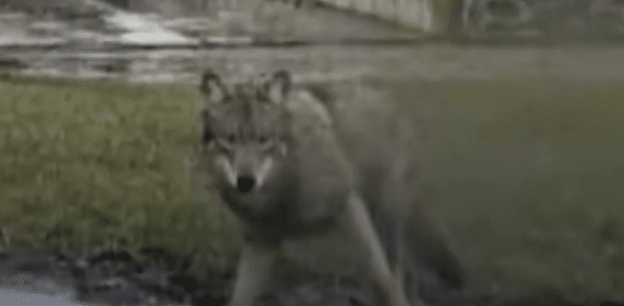 Wolf darf nicht geschhossen werden