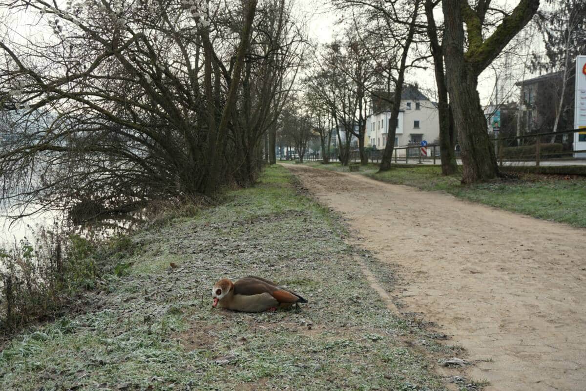 Koblenz Leinpfade_Hochwasserdreck