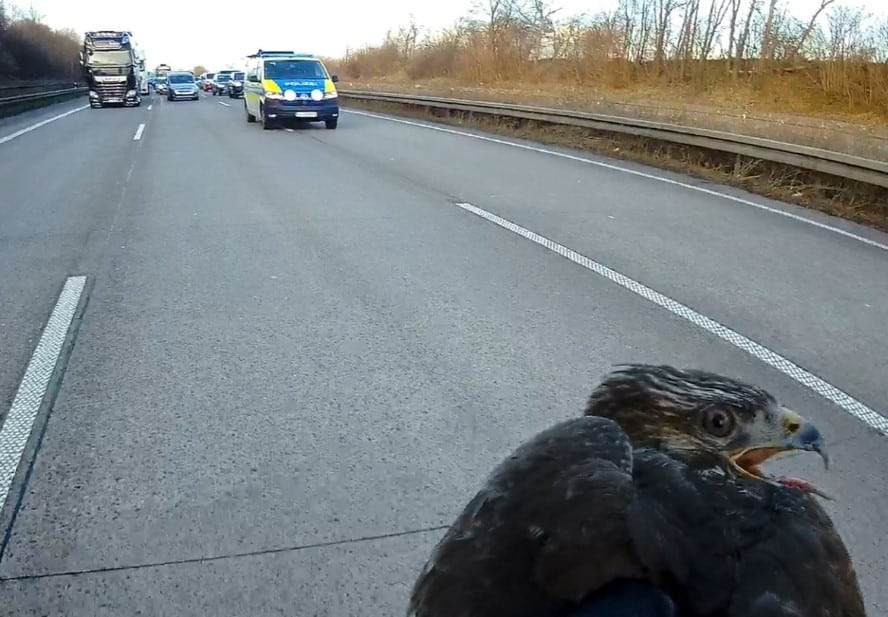 A7 Greifvogel