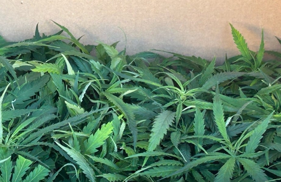 Cannabis sicher gestellt