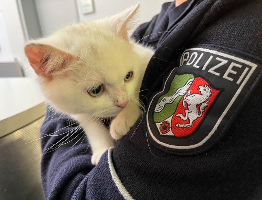 Katze gerettet
