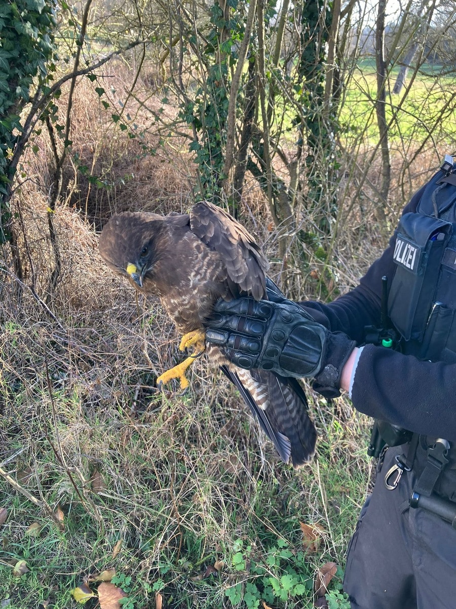 Mäusebussard rettung