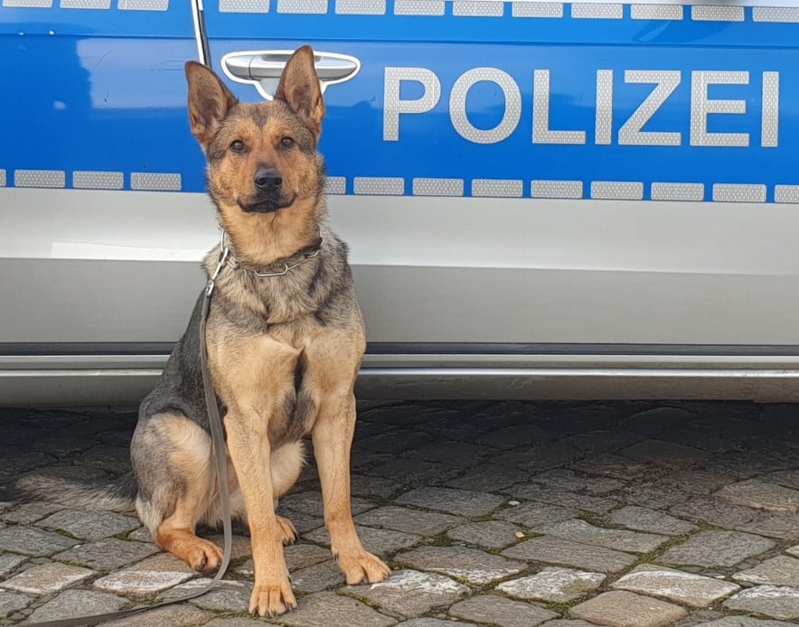 diensthund HH