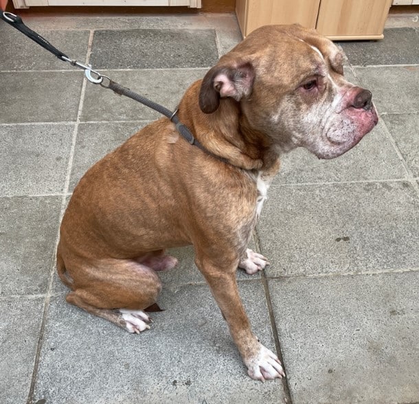 Hund Minusgrade Greiz