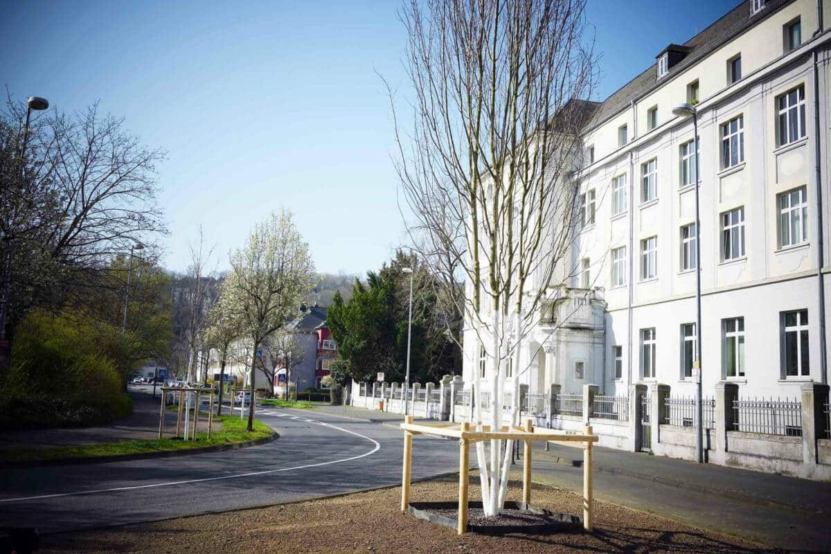 Baumfplanzungen Weisenhausstraße