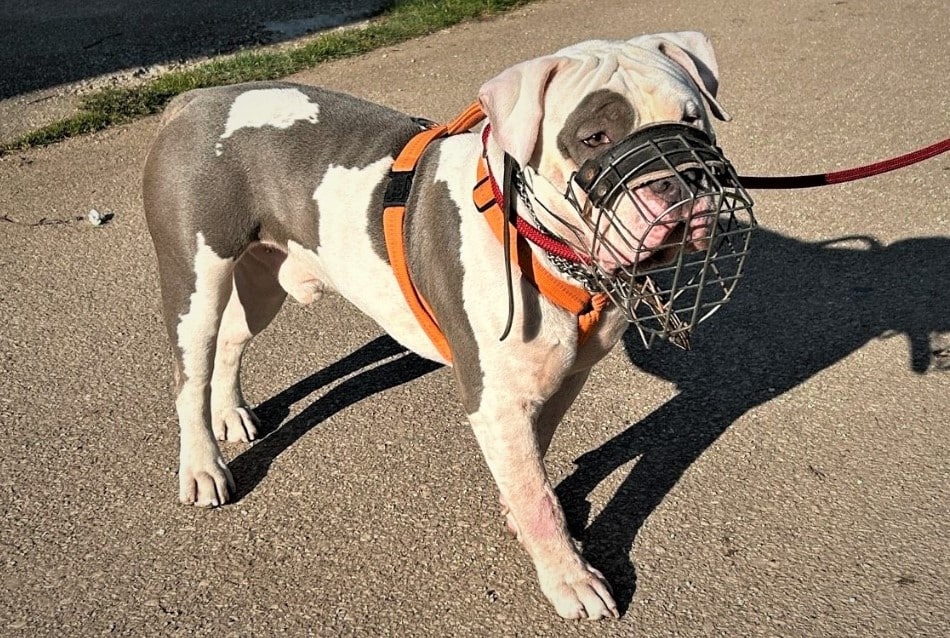 Hund Passant