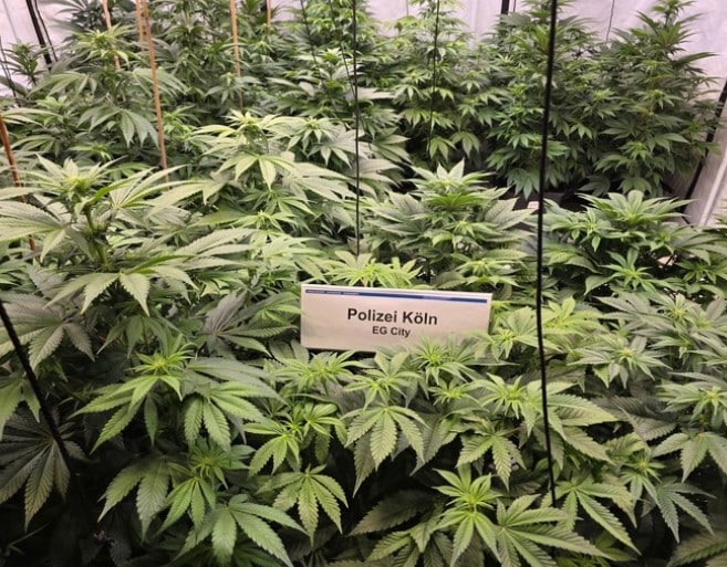 Cannabis Köln