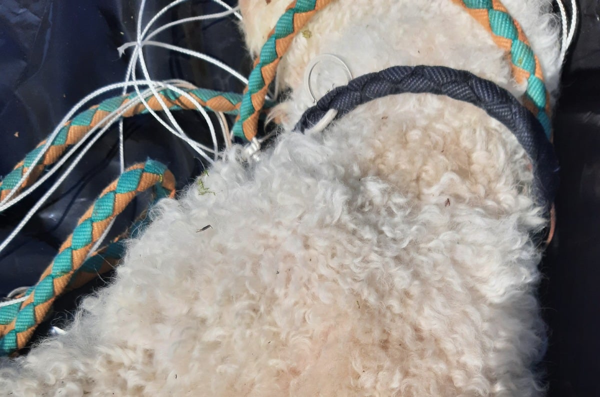 Erhängnder Hund Flensburg