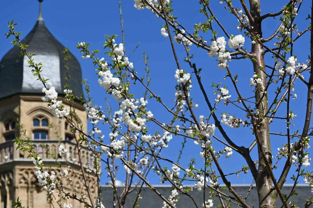 Koblenz Kirschblüten-Spektakel