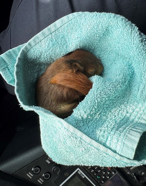 gerettetes Eichhörnchen