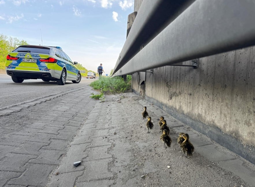 Rettung Entenküken