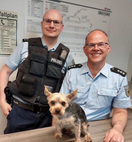 München entlaufender Yorkshire Terrier