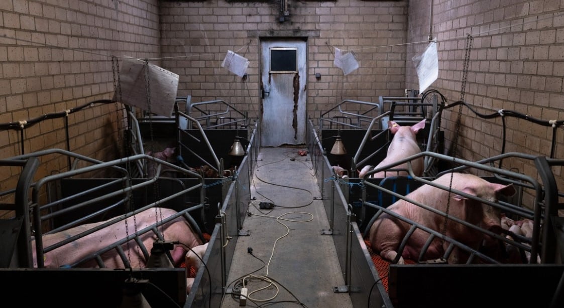 Tierwohlverstoß Schwein