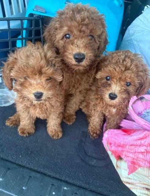 Hundewelpen sichergestellt A2