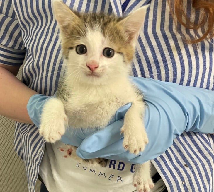 Lorsch Katzenbaby Polizei Hessen