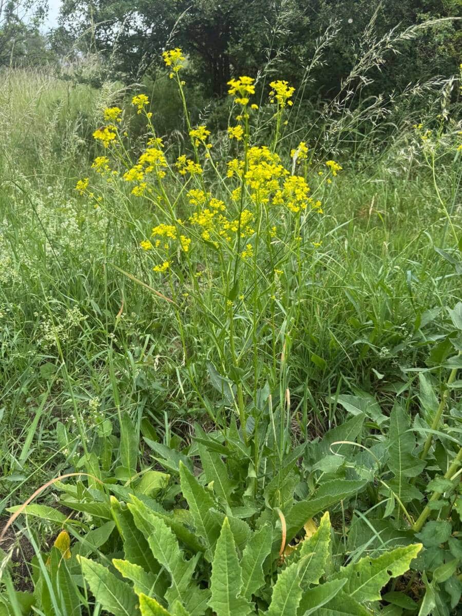 Invasive Pflanze