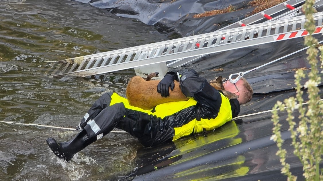Rehrettung Celle