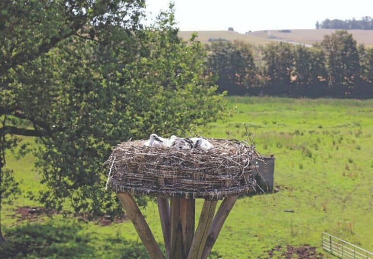 storch Koblenz