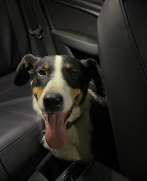 Fundhund Tierrettung