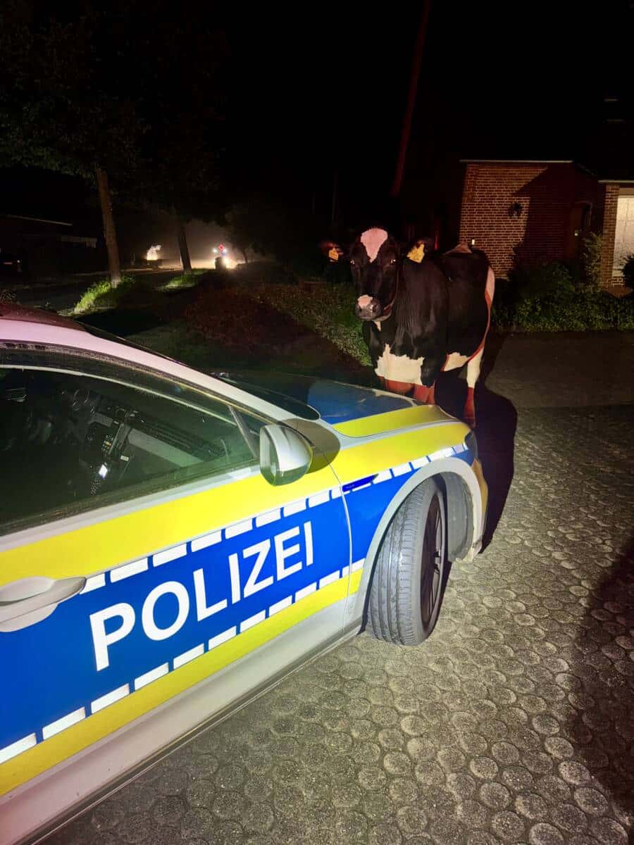Tierischer Einsatz in der vergangenen Nacht in Stade