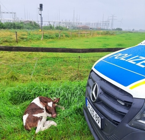 Kalb an den Gleisen