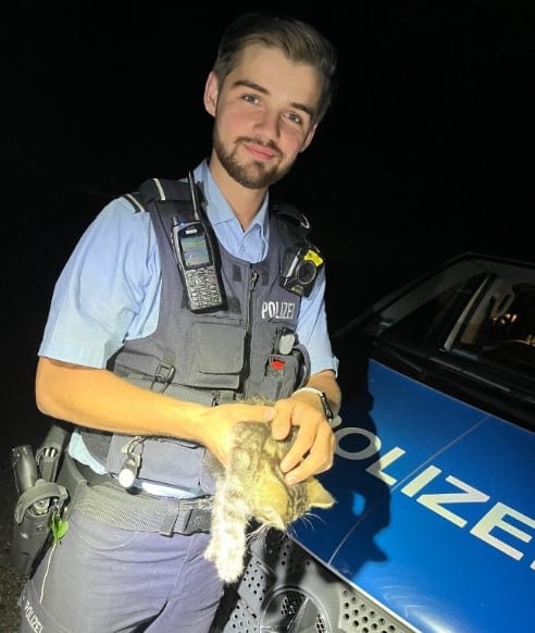 Katzenbabys ausgesetzt