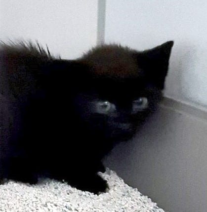 Katze Kiel