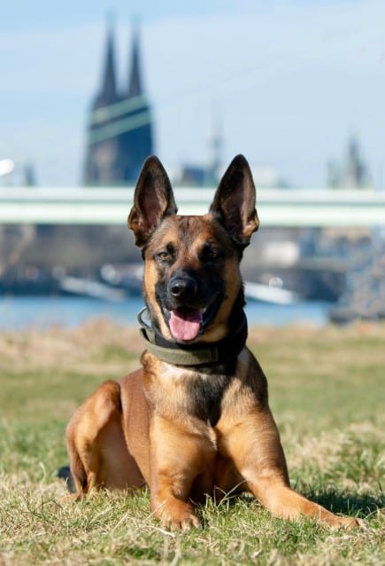 Loki Polizei hund Köln