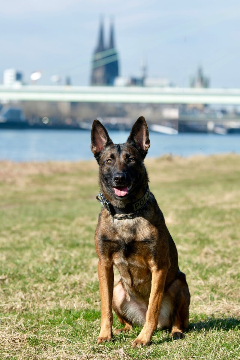 Polizeihund Raubüberfall