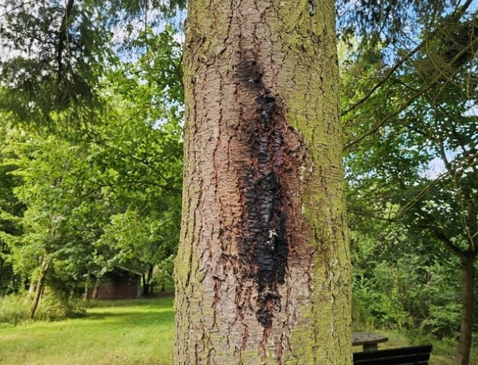 Grillhütte St. Johann