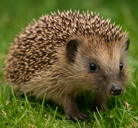Igel Garten