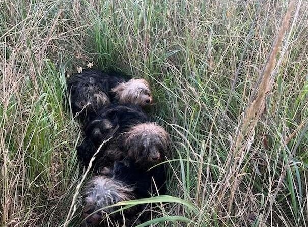 Hunde ausgesetzt Tierquälerei