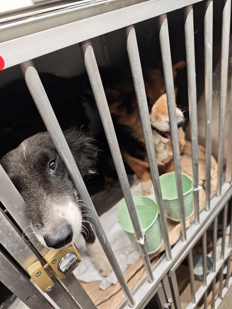 Hauptzollamt Augsburg - Hunde