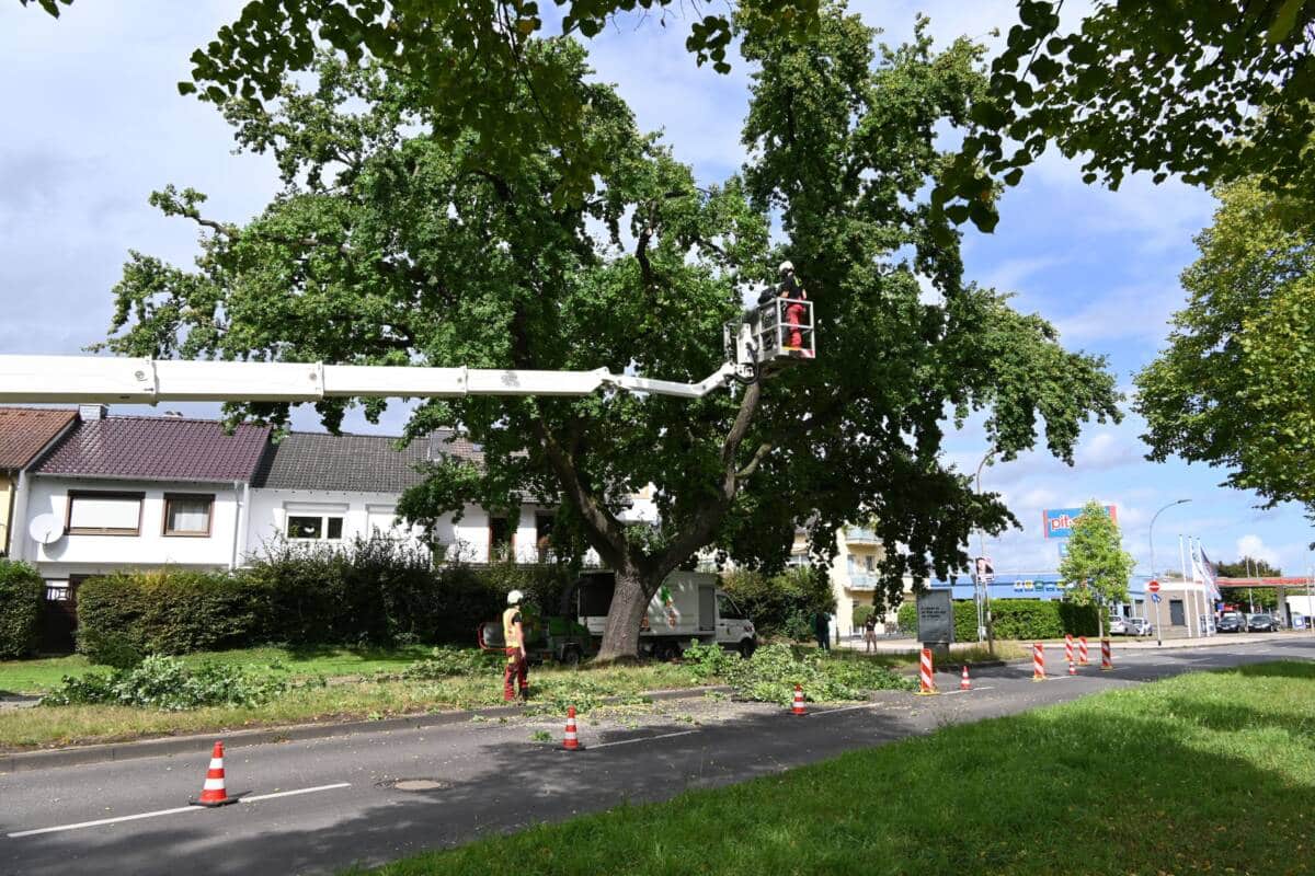 Eiche an der Schlachthofstraße