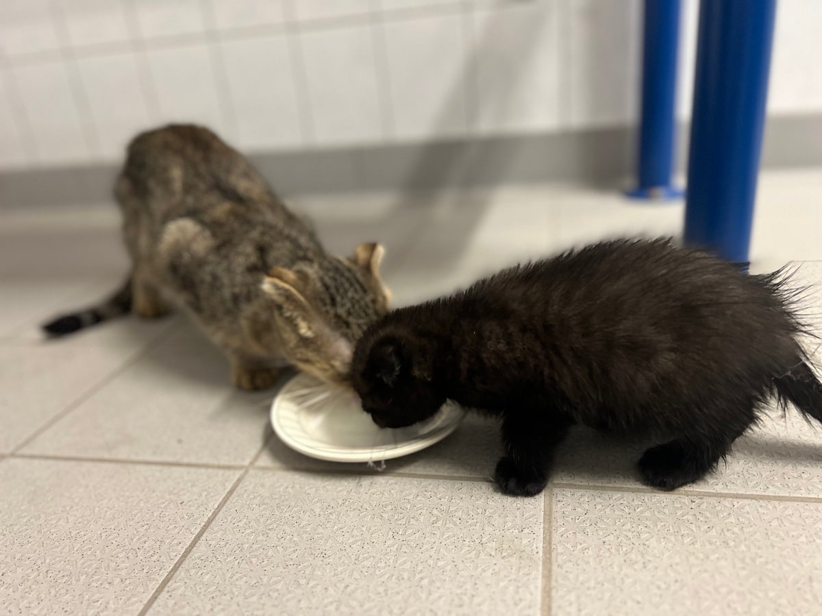 Ausgesetzte Katzenbabys Bad Kreuznach