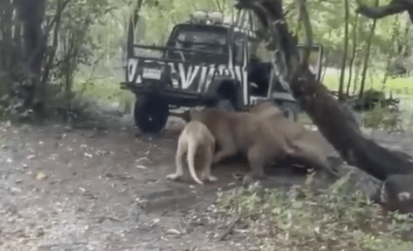 Löwen fallen Zoowärter an tot