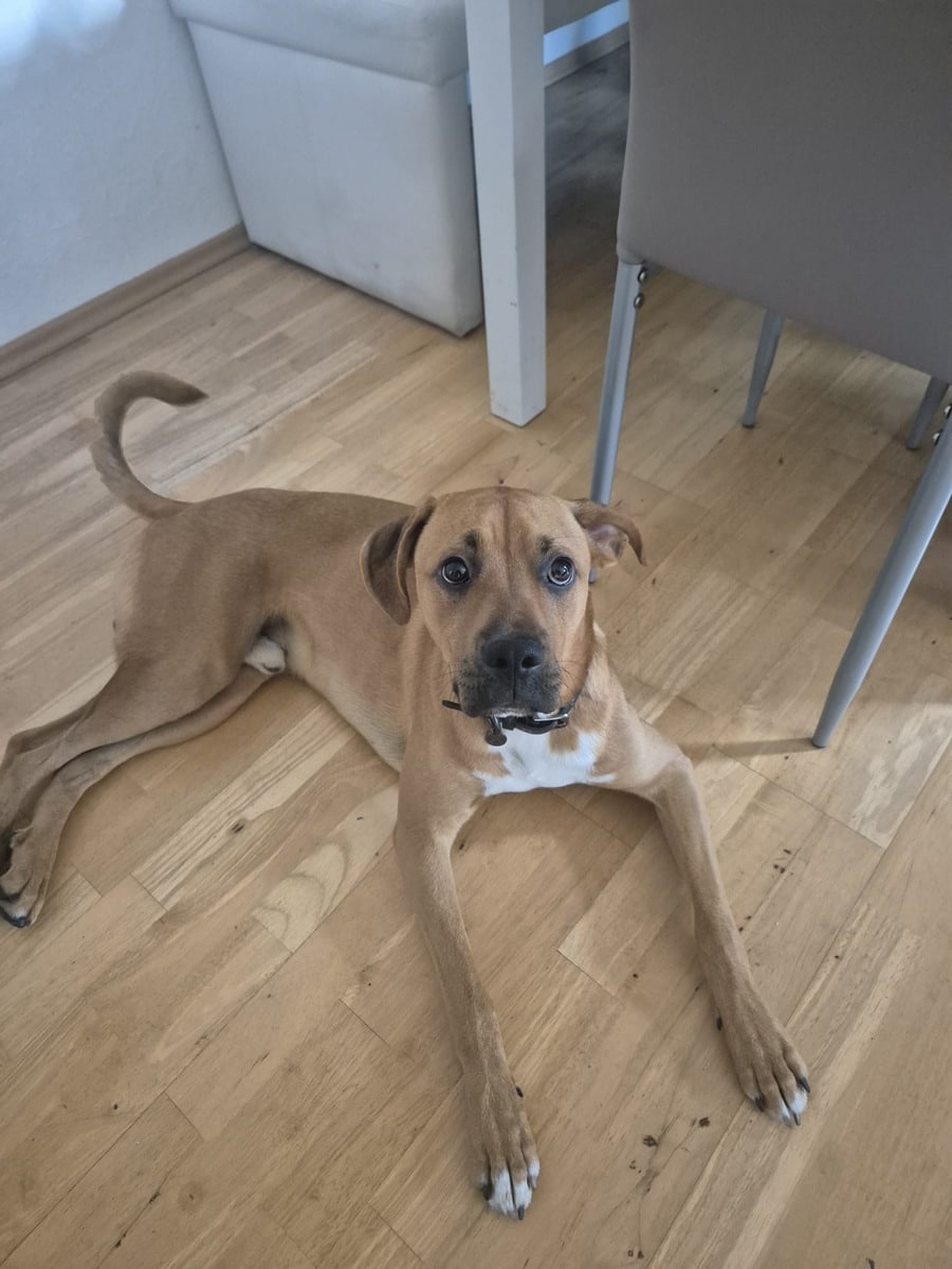 Hundediebstahl in Varel