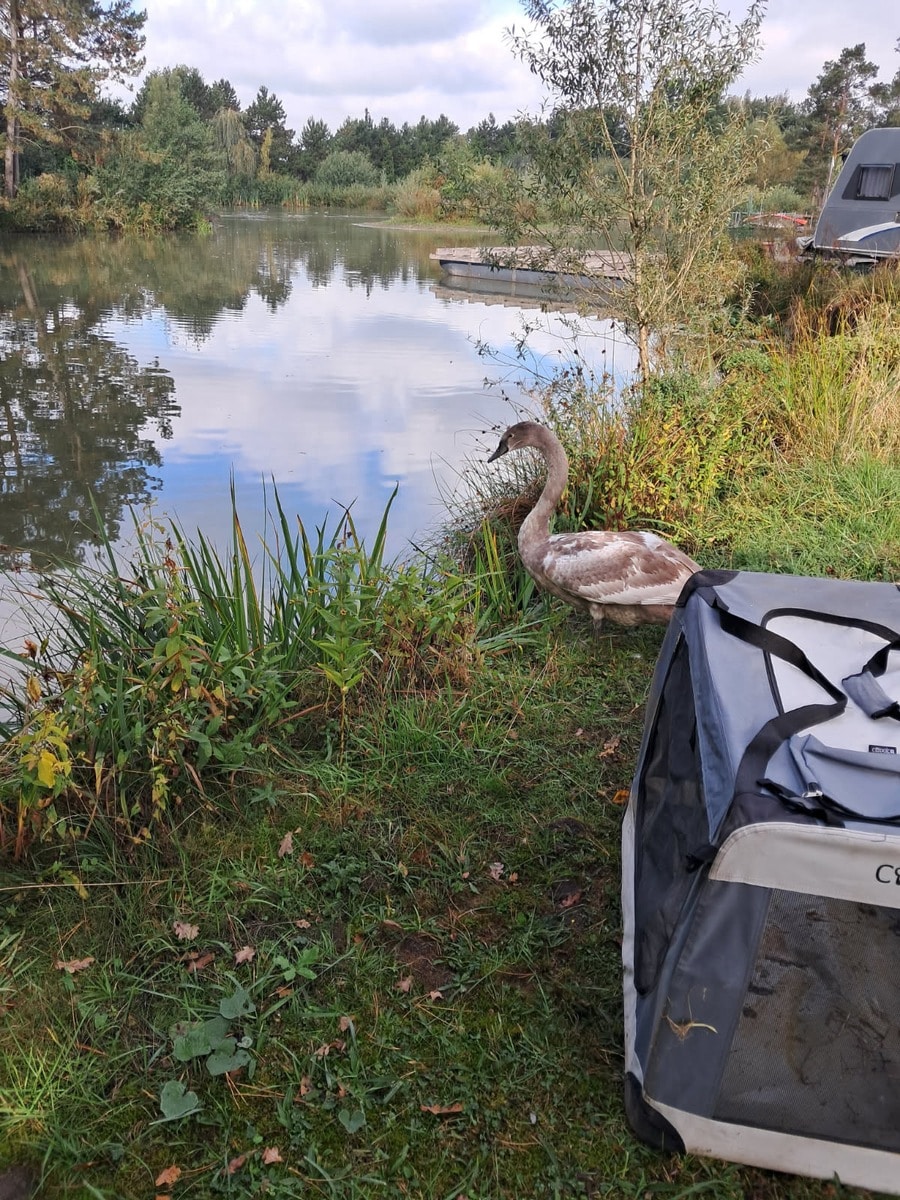 Jungschwan blockiert Auffahrt zur A2