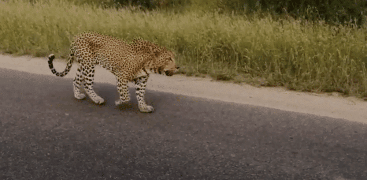 Leopard