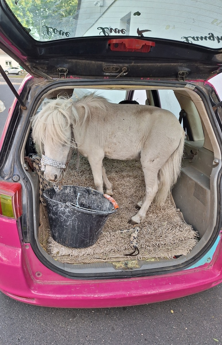 Pony im Kofferraum