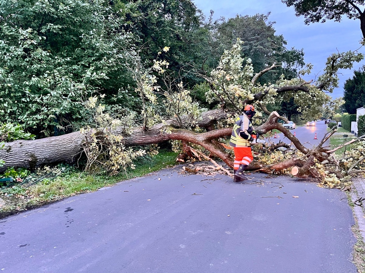 Sturmschaden Bucholtwelmen Waldheideweg