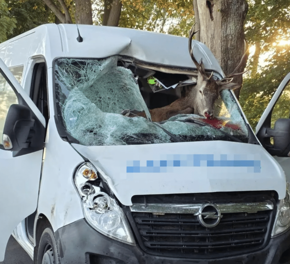 Wildunfall B199, Hirsch durch Windschutzscheibe, Anklam, Mecklenburg-Vorpommern, Verkehrsunfall, Polizei Neubrandenburg